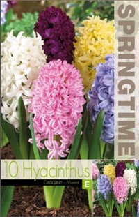 Hyacint mix 8 løg 